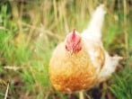 Hen Hen